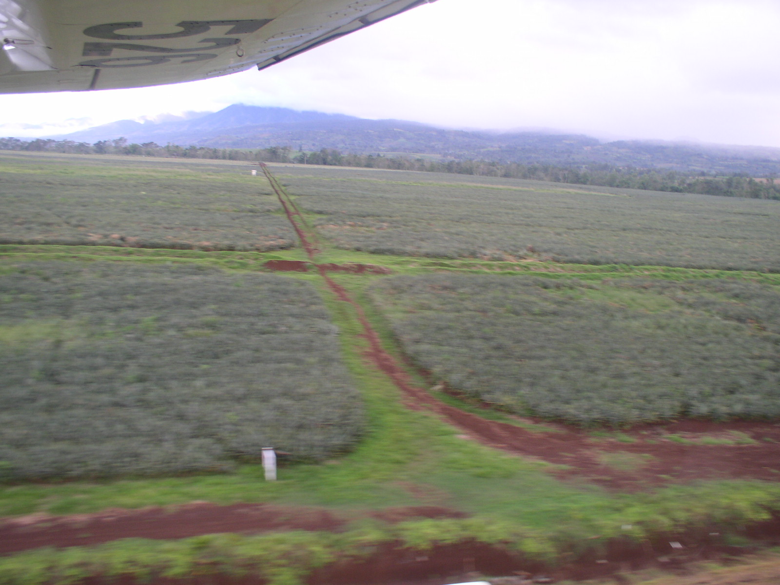 Dole pineapple fields